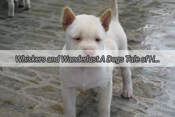 Whiskers and Wanderlust A Dogs Tale of Home Alone Adventure